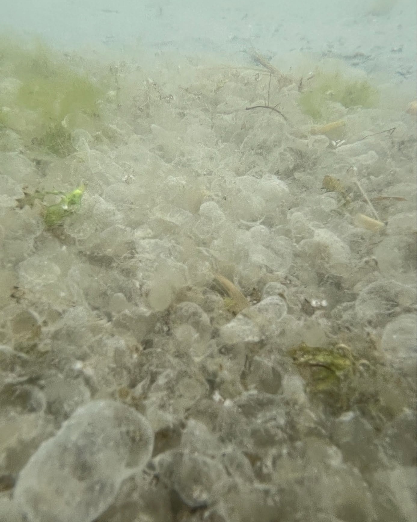 blki_arvaszunyog_tojascsomok