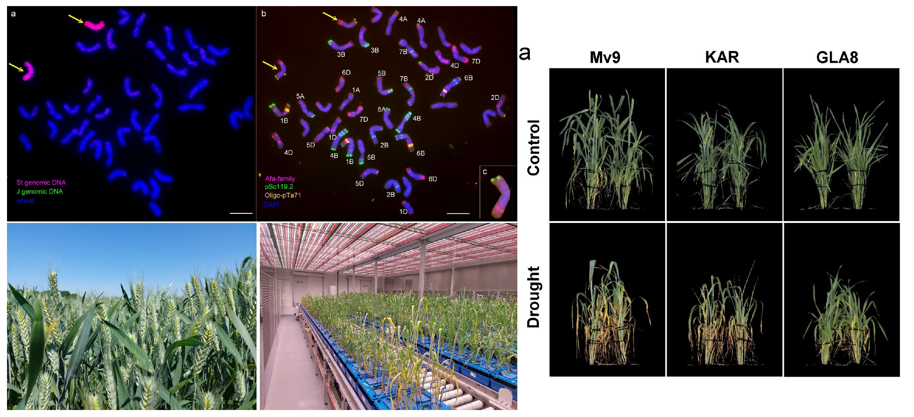ATK_szárazságtűrő búza_montázs3 (002)