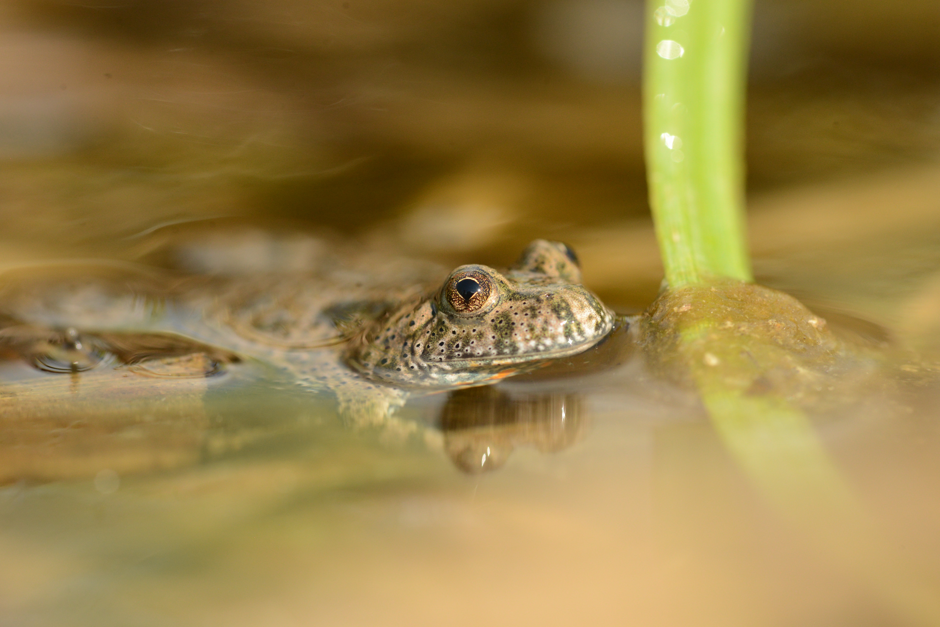 A kétéltűek túlélését is segíti a rákosi viperák élőhelyének helyreállítása