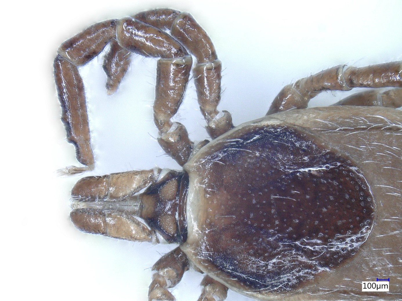 Researchers discover a new tick species and reinstate another as valid