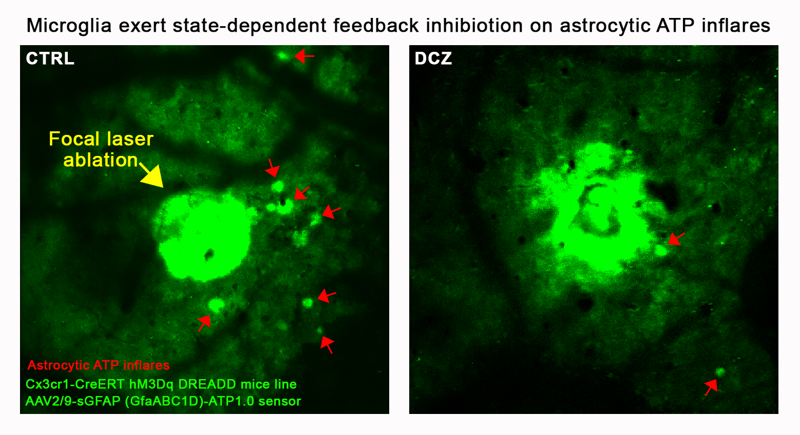 How the Brain Mounts Its Defence in Acute Injury Comes into View